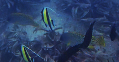Plectorhinchus gaterinus