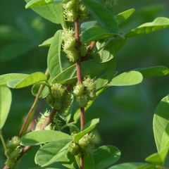 Indigofera glandulosa