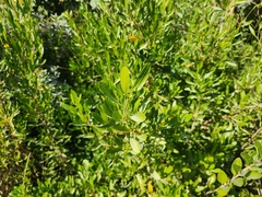 Dodonaea viscosa
