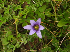 Romulea variicolor