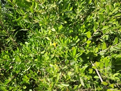 Dodonaea viscosa