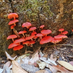 Mycena roseilignicola