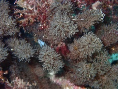 Hydroidolina