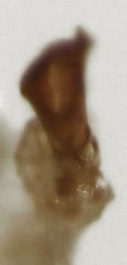 Romna pallida