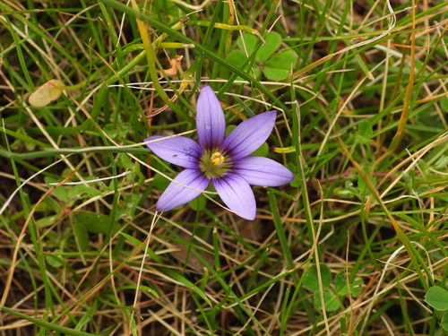 Image of Romulea variicolor by (c) amantedarmanin, some rights reserved (CC BY)