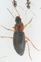 Calathus melanocephalus