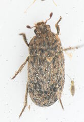 Dermestes