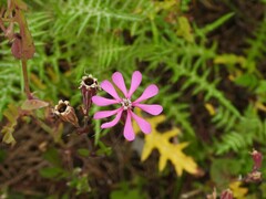 Silene colorata