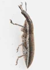 Lixus albomarginatus