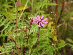 Silene colorata