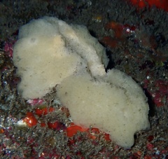 Calcarea