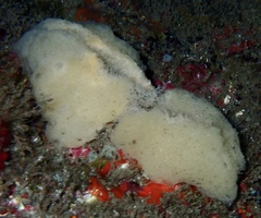 Calcarea