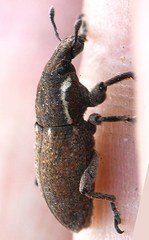 Pseudocleonus grammicus