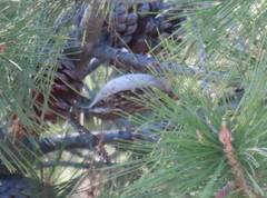 Certhia brachydactyla