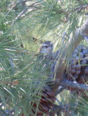 Certhia brachydactyla