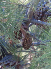 Certhia brachydactyla