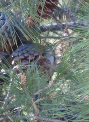 Certhia brachydactyla