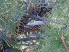 Certhia brachydactyla