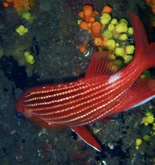 Sargocentron hastatum