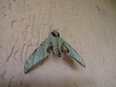 Protambulyx strigilis