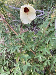 Hibiscus aculeatus