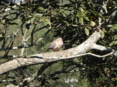 Protambulyx strigilis