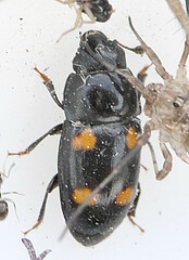 Glischrochilus hortensis