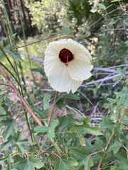 Hibiscus aculeatus