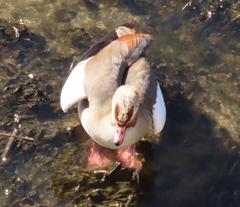 Alopochen aegyptiaca