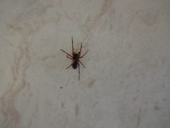 Protambulyx strigilis