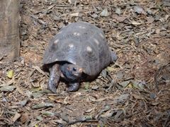 Protambulyx strigilis