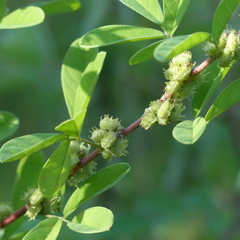 Indigofera glandulosa