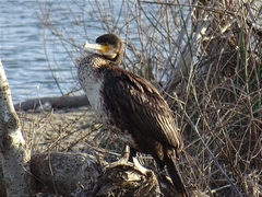 Phalacrocorax carbo