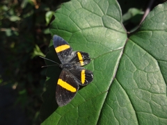 Protambulyx strigilis