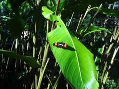 Protambulyx strigilis