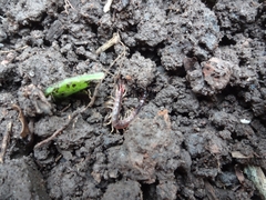 Protambulyx strigilis