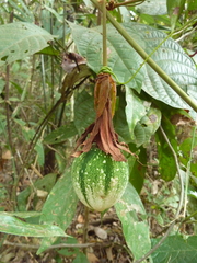 Passiflora vitifolia