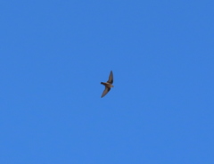 Ptyonoprogne rupestris