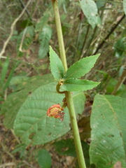Passiflora vitifolia