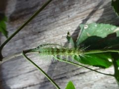 Protambulyx strigilis