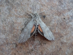 Protambulyx strigilis