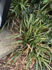 Colletotrichum liriopes