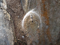 Protambulyx strigilis