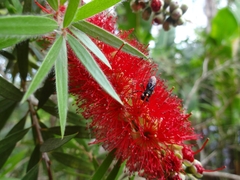 Protambulyx strigilis