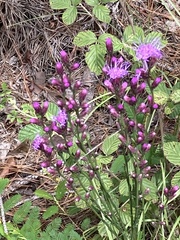 Liatris tenuifolia