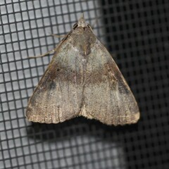 Avatha discolor