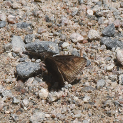Erynnis icelus