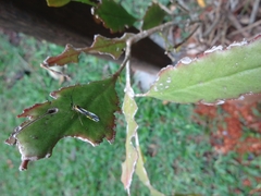 Protambulyx strigilis