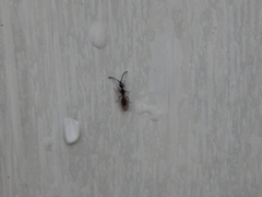 Diapriinae