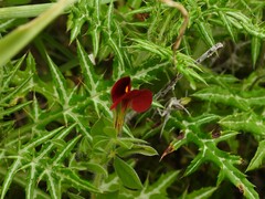 Lotus tetragonolobus
